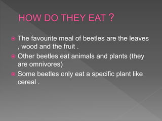  The favourite meal of beetles are the leaves
, wood and the fruit .
 Other beetles eat animals and plants (they
are omnivores)
 Some beetles only eat a specific plant like
cereal .
 