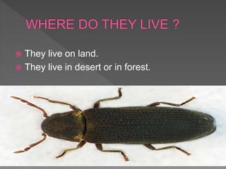  They live on land.
 They live in desert or in forest.
 