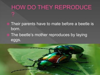  Their parents have to mate before a beetle is
born.
 The beetle’s mother reproduces by laying
eggs.
 