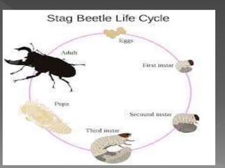 The beetles presentacion