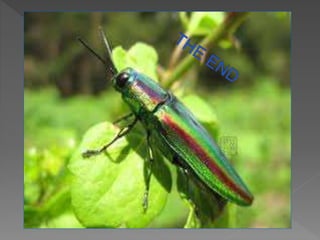 The beetles presentacion