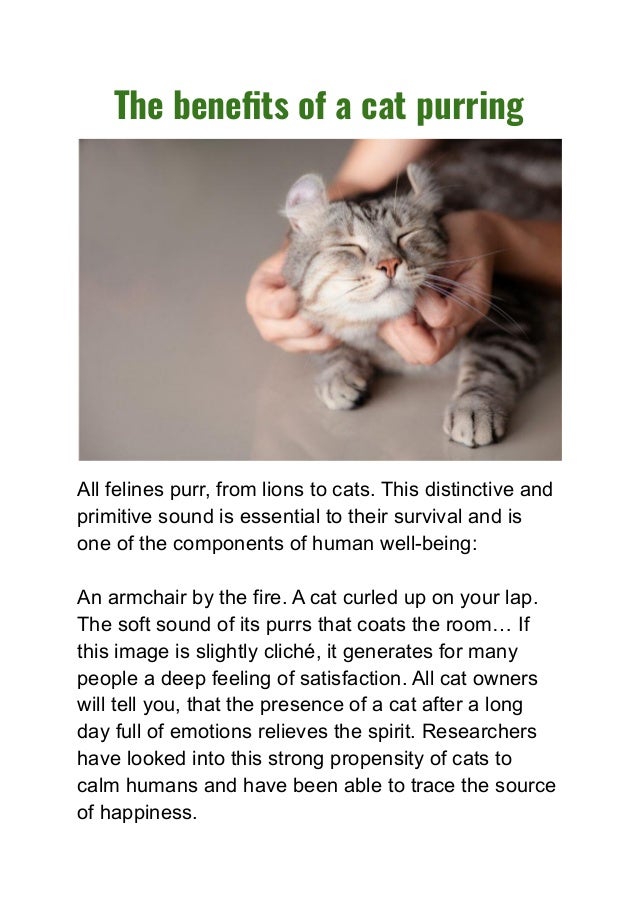 The benefits of a cat purring.