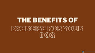 EXERCISE FOR YOUR
DOG
THE BENEFITS OF
 