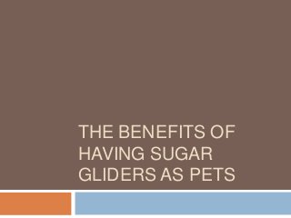 THE BENEFITS OF
HAVING SUGAR
GLIDERS AS PETS
 