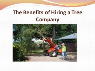 The Benefits of Hiring a Tree
Company
 