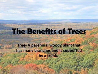 The Benefits of Trees
  Tree- A perennial woody plant that
 has many branches and is supported
              by a trunk..
 