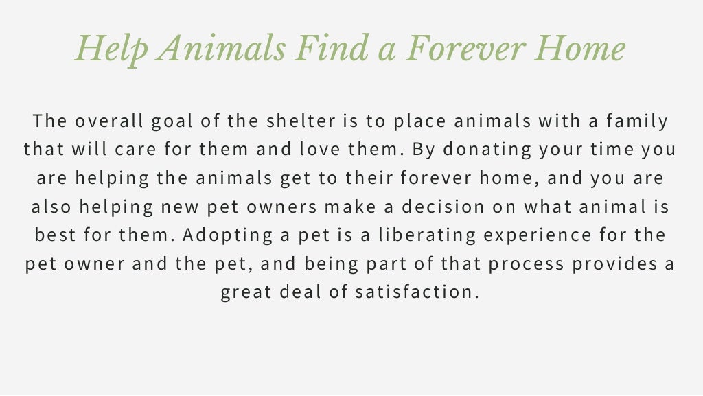 animal shelter volunteering essay