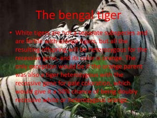 The bengal tiger
• White tigers are not a separate subspecies and
are fertile with orange tigers, but all the
resulting offspring will be heterozygous for the
recessive gene, and its color is orange. The
only exception would be if the orange parent
was also a tiger heterozygous with the
recessive gene for pale coloration, which
would give it a 50% chance of being doubly
recessive white or heterozygous orange.
 