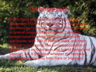 The bengal tiger
• White tigers are generally of the Bengal tiger
subspecies (Panthera tigris tigris) or Siberian tiger
(Panthera tigris altaica), although historical data
in several subspecies appearance. Currently,
several hundred white tigers are in captivity
worldwide, with 100 of them in India, and their
number is increasing. The current population of
Bengal tigers includes pure and hybrid Bengal and
Siberian, but it is unclear whether the recessive
white gene came only from Flare or Siberians.
 