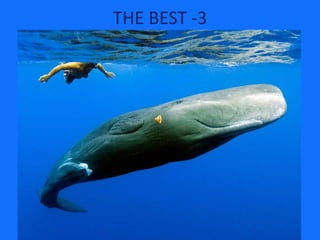 THE BEST -3 