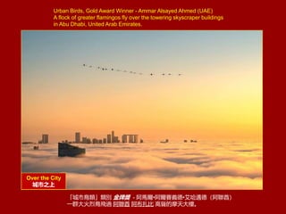 Over the City
城市之上
Urban Birds, Gold Award Winner - Ammar Alsayed Ahmed (UAE)
A flock of greater flamingos fly over the to...