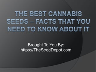 The Best Cannabis Seeds – Facts that You Need to Know About It Brought To You By: https://TheSeedDepot.com 