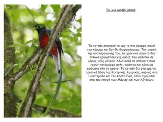 Το πιο ωραίο πτηνό
Το κετσάλ αποκαλείται ως το πιο όμορφο πουλί
του κόσμου και δεν θα διαφωνήσουμε. Την εποχή
της αναπαραγωγής του, το αρσενικό αποκτά δύο
έντονα χρωματισμένες ουρές που φτάνουν σε
μήκος ενός μέτρου. Αλλά αυτά τα σπάνια πτηνά
έχουν πανέμορφα μπλε, πράσινα και κόκκινα
χρώματα όλο το χρόνο. Το κετσάλ ζει στα ορεινά,
τροπικά δάση της Κεντρικής Αμερικής, κυρίως στη
Γουατεμάλα και την Κόστα Ρίκα, όπου τιμούνται
από την εποχή των Μάγιας και των Αζτέκων.
 