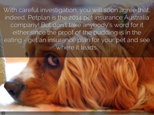 The Best Pet Insurance in Australia