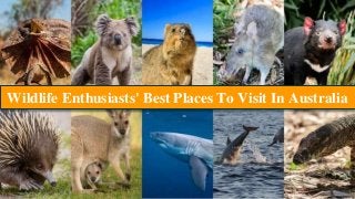Wildlife Enthusiasts' Best Places To Visit In Australia
 