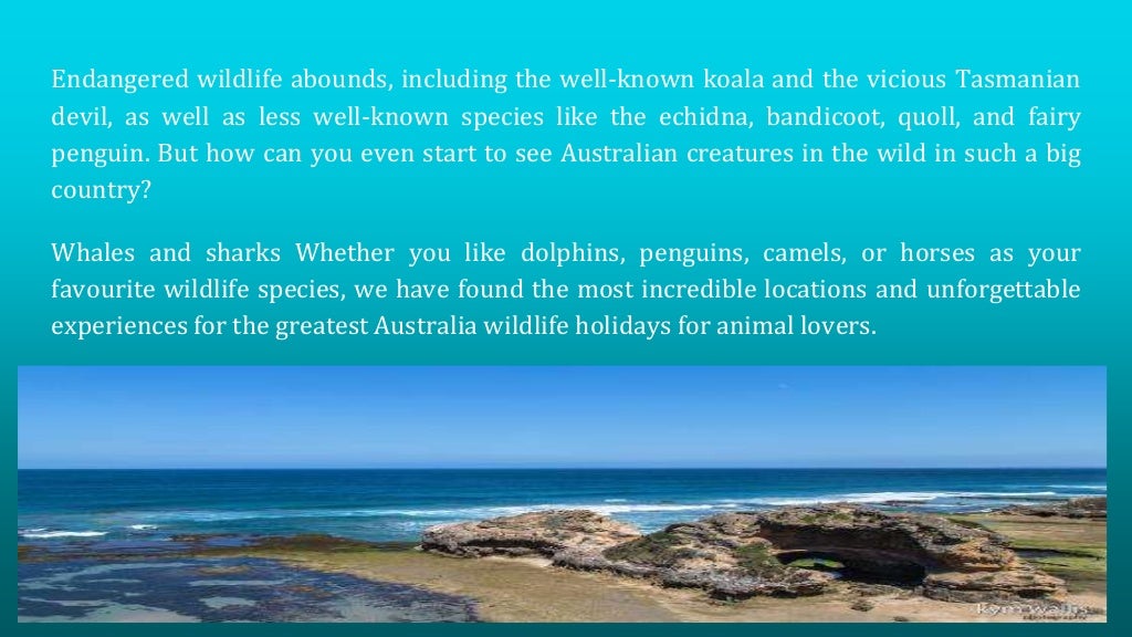 The Best Places To Visit In Australia For Wildlife Enthusiasts PPTX the-best-places-to-visit-in-australia-for-wildlife-enthusiasts-pptx