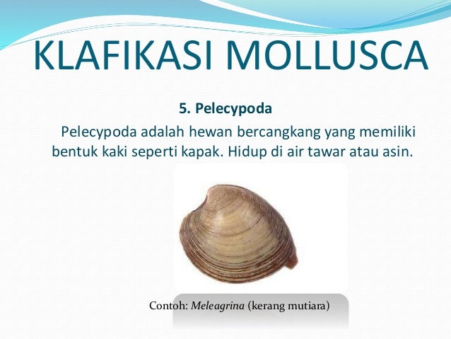 mollusca athopoda dan enchinodermata