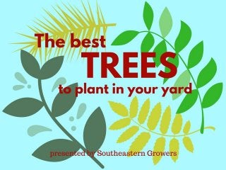 The Best Trees To Plant In Your Yard