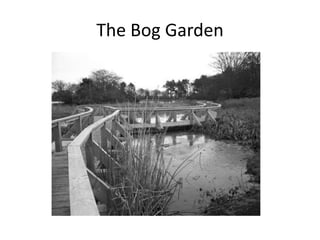 The Bog Garden
 
