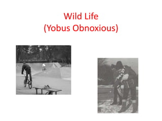 Wild Life
(Yobus Obnoxious)
 