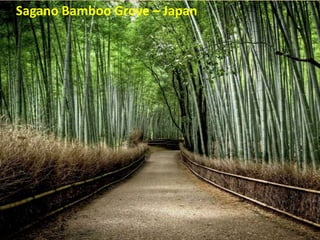 Sagano Bamboo Grove – Japan
 