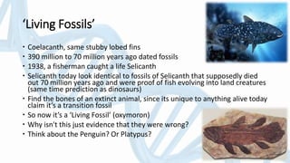 ‘Living Fossils’
 Coelacanth, same stubby lobed fins
 390 million to 70 million years ago dated fossils
 1938, a fisherman caught a life Selicanth
 Selicanth today look identical to fossils of Selicanth that supposedly died
out 70 million years ago and were proof of fish evolving into land creatures
(same time prediction as dinosaurs)
 Find the bones of an extinct animal, since its unique to anything alive today
claim it’s a transition fossil
 So now it’s a ‘Living Fossil’ (oxymoron)
 Why isn't this just evidence that they were wrong?
 Think about the Penguin? Or Platypus?
 