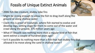 Fossils of Unique Extinct Animals
 2006 fish like creature, stubby lobe fins
 Might be strong enough to allow the fish to drag itself along the
ground or along shallow water
 Claim this is proof of Evolution, where fish started to evolve and
develop legs, setting stage for them to come out of the water and
crawl along the ground, 375 million years ago
 What if Tiktaalik was nothing more then a regular kind of fish that
went extinct a couple of hundred years ago?
 Isn't it possible its nothing more than a fish that had stubby fins that
allowed it to move along the sand in shallow water?
 