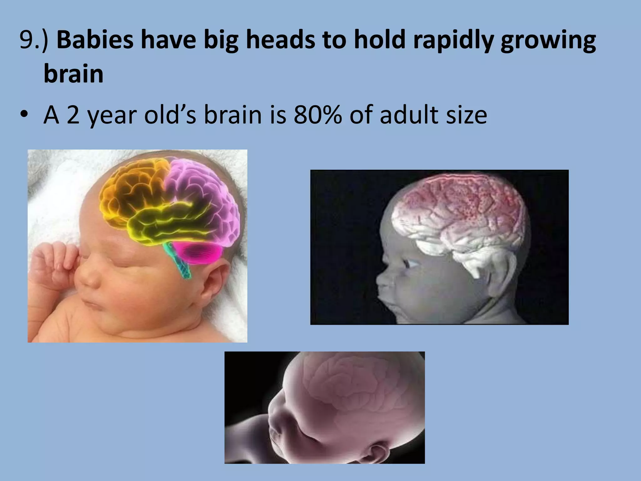 9.) Babies have big heads to hold rapidly growing
brain
• A 2 year old’s brain is 80% of adult size
 