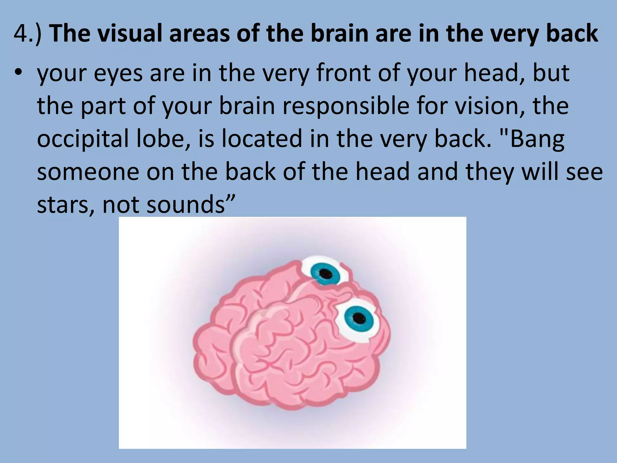 4.) The visual areas of the brain are in the very back
• your eyes are in the very front of your head, but
the part of your brain responsible for vision, the
occipital lobe, is located in the very back. "Bang
someone on the back of the head and they will see
stars, not sounds”
 