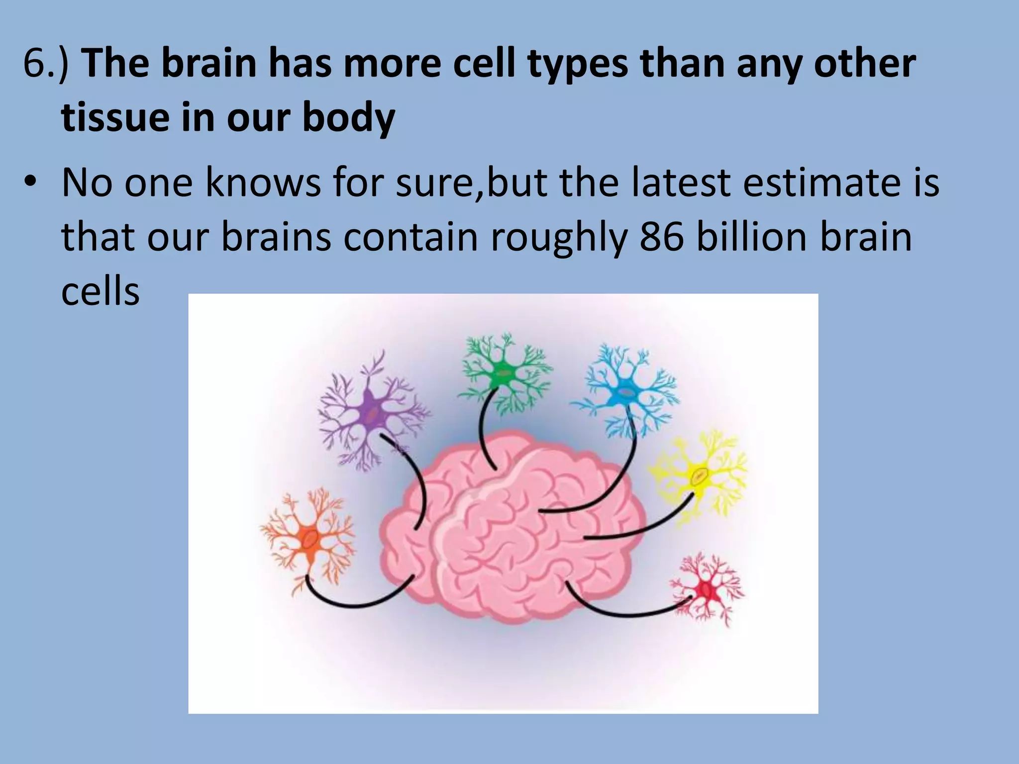 6.) The brain has more cell types than any other
tissue in our body
• No one knows for sure,but the latest estimate is
that our brains contain roughly 86 billion brain
cells
 