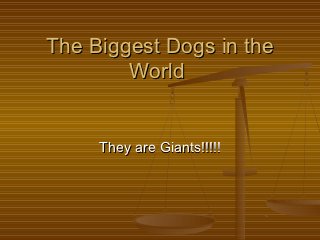 The Biggest Dogs in the
        World


     They are Giants!!!!!
 