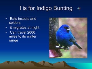 I is for Indigo Bunting Eats insects and spiders  it migrates at night Can travel 2000 miles to its winter range 