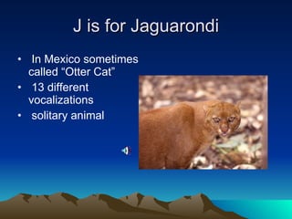 J is for Jaguarondi In Mexico sometimes called “Otter Cat” 13 different vocalizations solitary animal 