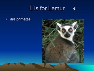 L is for Lemur are primates  
