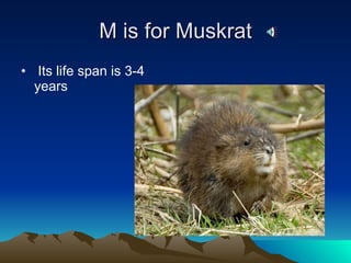 M is for Muskrat Its life span is 3-4 years 