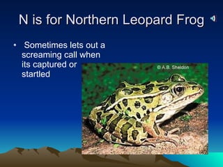 N is for Northern Leopard Frog Sometimes lets out a screaming call when its captured or startled 