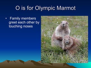 O is for Olympic Marmot Family members greet each other by touching noses  