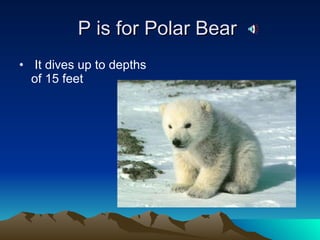 P is for Polar Bear  It dives up to depths of 15 feet  