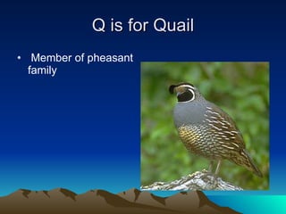 Q is for Quail Member of pheasant family 