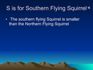 S is for Southern Flying Squirrel The southern flying Squirrel is smaller than the Northern Flying Squirrel 