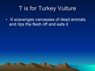 T is for Turkey Vulture It scavenges carcasses of dead animals and rips the flesh off and eats it 