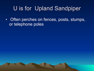 U is for  Upland Sandpiper Often perches on fences, posts, stumps, or telephone poles  