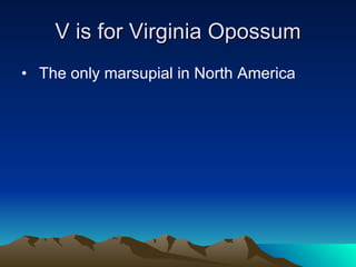 V is for Virginia Opossum The only marsupial in North America 