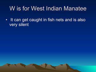 W is for West Indian Manatee It can get caught in fish nets and is also very silent 