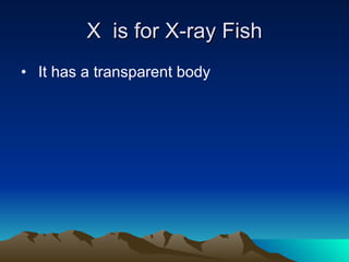 X  is for X-ray Fish It has a transparent body 