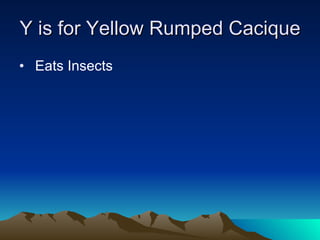 Y is for Yellow Rumped Cacique  Eats Insects 