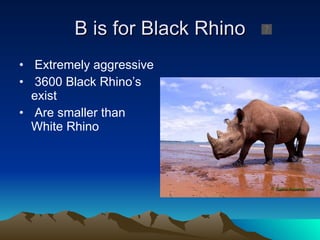 B is for Black Rhino Extremely aggressive 3600 Black Rhino’s exist Are smaller than White Rhino 