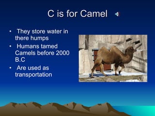 C is for Camel They store water in there humps Humans tamed Camels before 2000 B.C Are used as transportation 