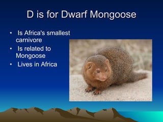 D is for Dwarf Mongoose Is Africa's smallest carnivore Is related to Mongoose Lives in Africa 