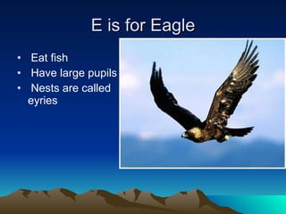 E is for Eagle Eat fish Have large pupils Nests are called eyries 
